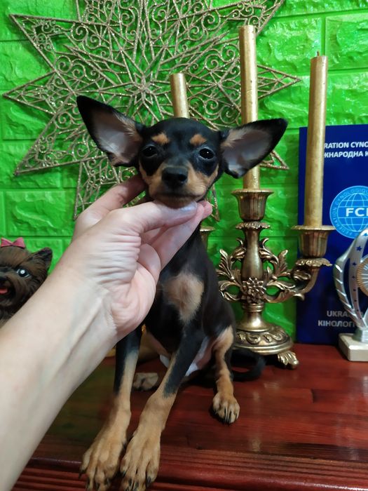 Милый черно-подпалый мальчик мини отЧемпионов! Док.КСУ,чип,привит!