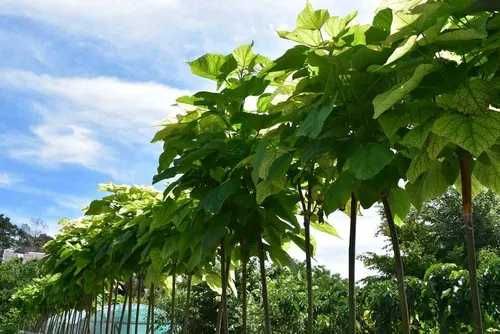 Surmia bignoniowa Nana Katalpa Catalpa 1,5m - 2,3m