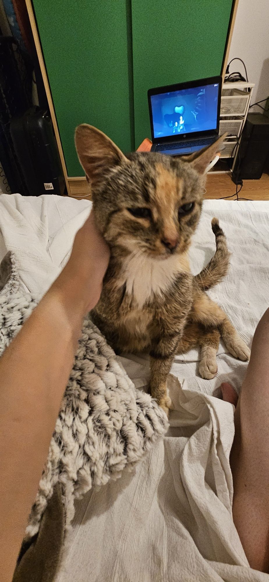 Oddam kotke! Śliczna kotka do adopcji