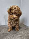 Maltipoo chłopiec