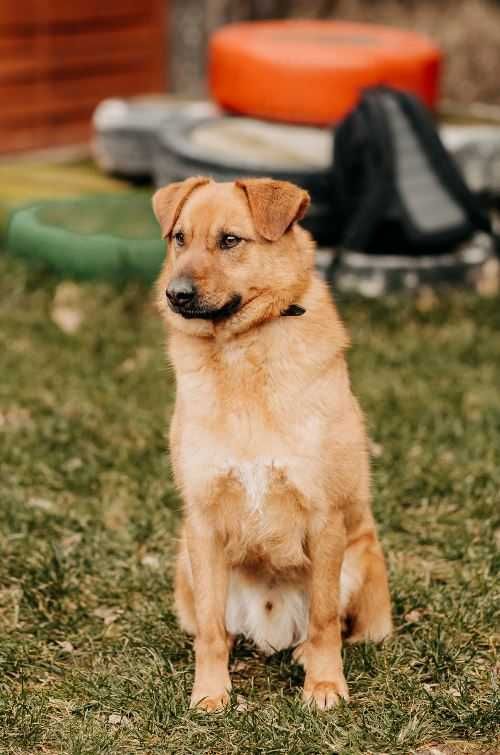 Piękny Enter poleca się do adopcji