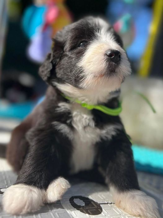 Bearded Collie FCI - suczka