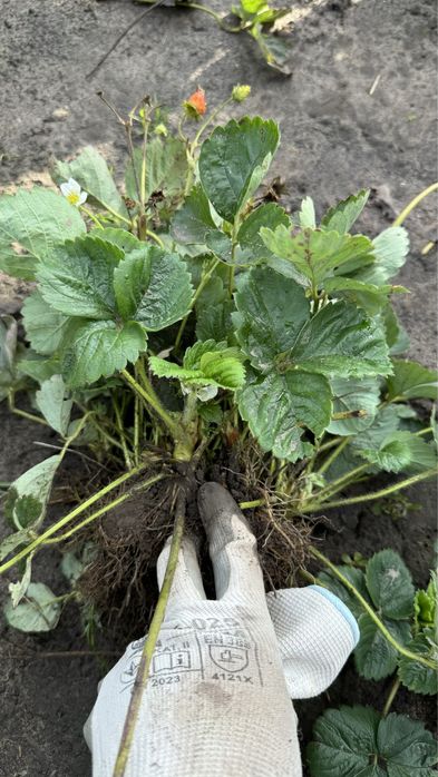 Розсада білої Полуниці анабланка