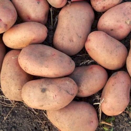 Картопля Картошка продам Велику картоплю