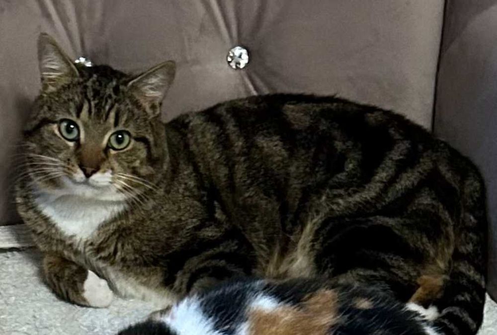 Zaginął kot z krzywą łapką TITO