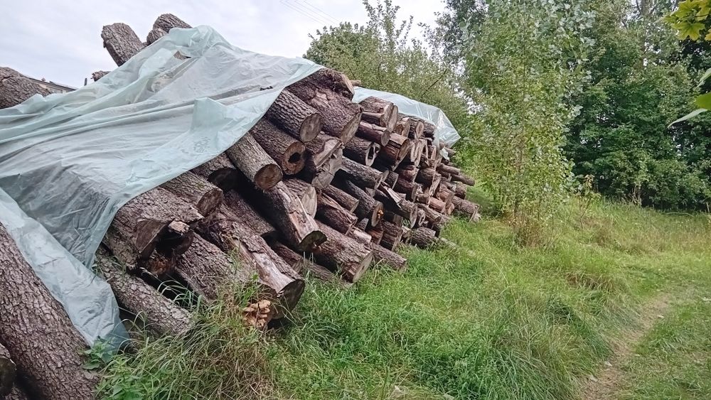 Sprzedam drzewo opalowe Olszyne.