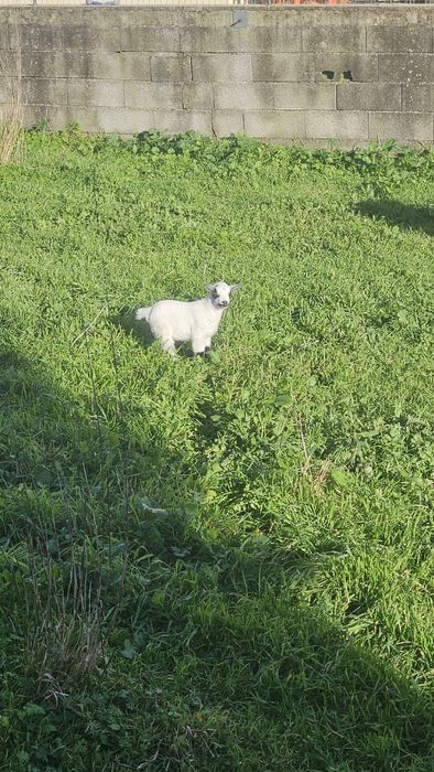 Cabrito anão  Macho