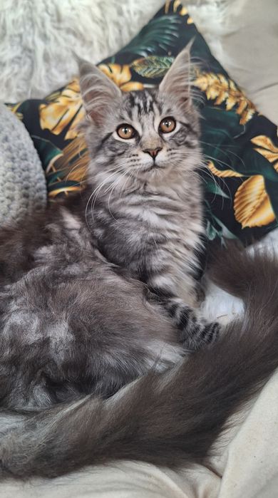 Maine Coon- kotka