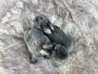 Karzełek Baranek/Mini Lop - Rodowód/Metryka Królik Króliki