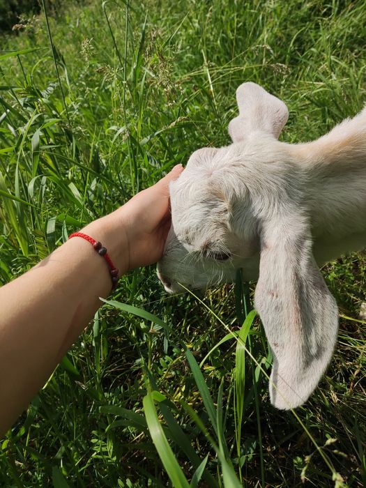 Продам козенята ручні