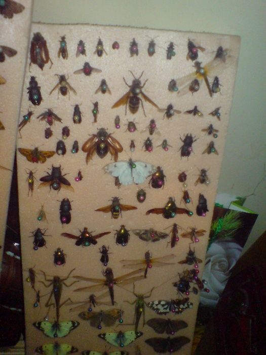 Продам комахи,метелики,жуки,бабочки,насекомые