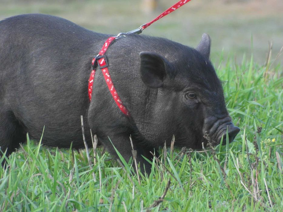 Вьетнамские вислобрюхие поросята - подрощенные кабанчики!