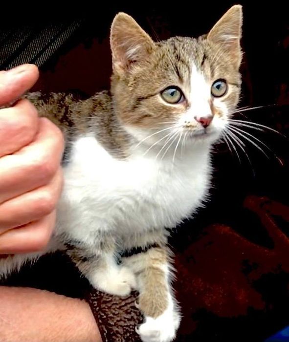 Котёнок в добрые руки