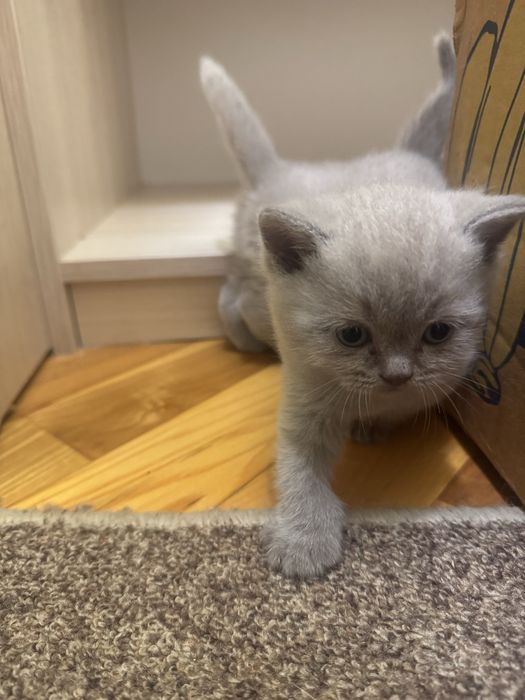 Продам шотландиских лиловых котят