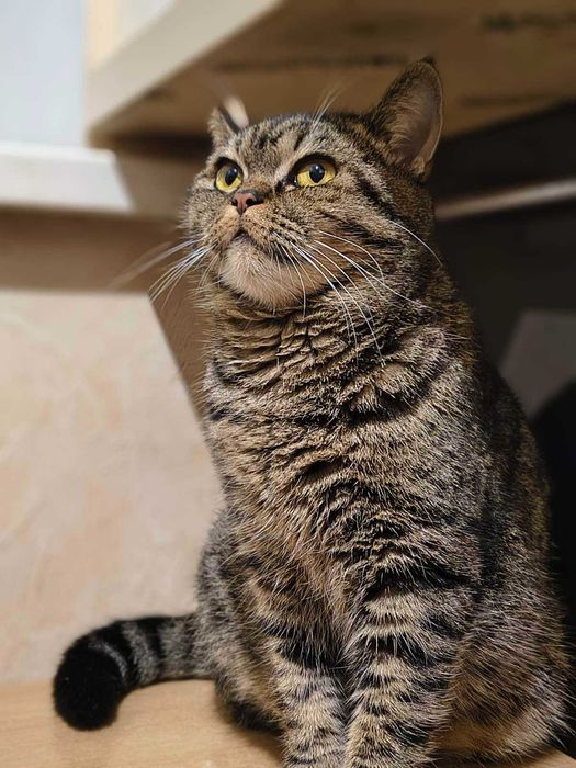 Лагідна британська кішка Юмі в добрі руки