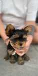 Pies  Yorkshire Terrier FCI