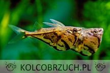 Pstrążenica marmurkowa - Carnegiella strigata - dowóz, wysyłka