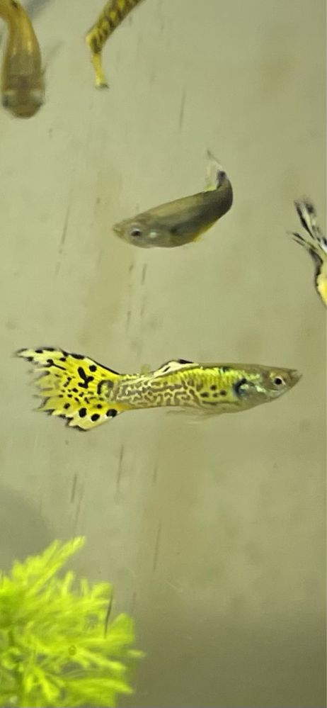 Vendem-se guppys