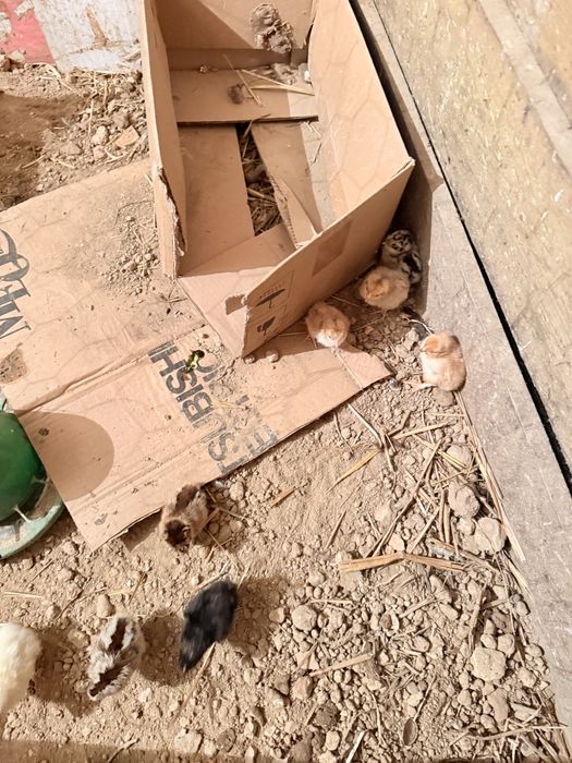 Aves capoeira pintos