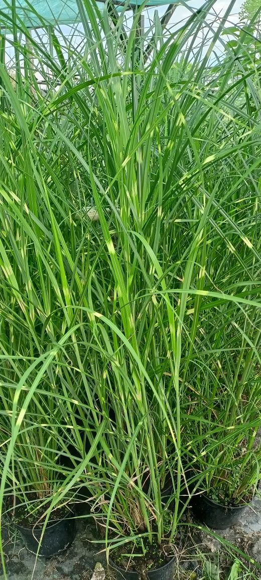 Miskat olbrzymi 180 cm trawy ozdobne