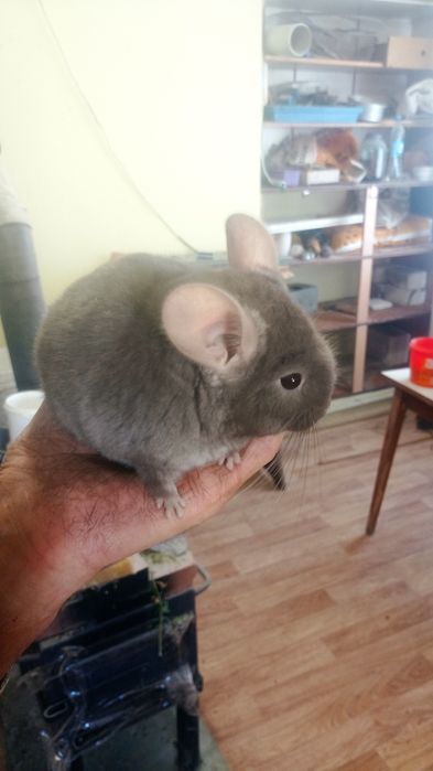 Гризунчики- пухнастики