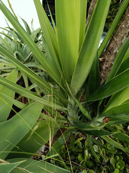 Yuccas para vaso ou jardim
