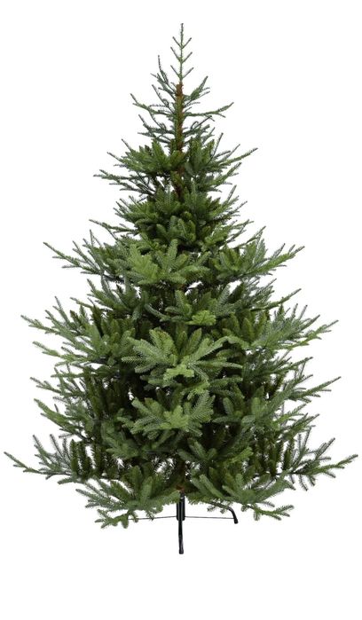 Choinka jak żywa 210cm