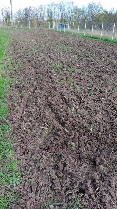 Теплиця + ділянка, Трипілля