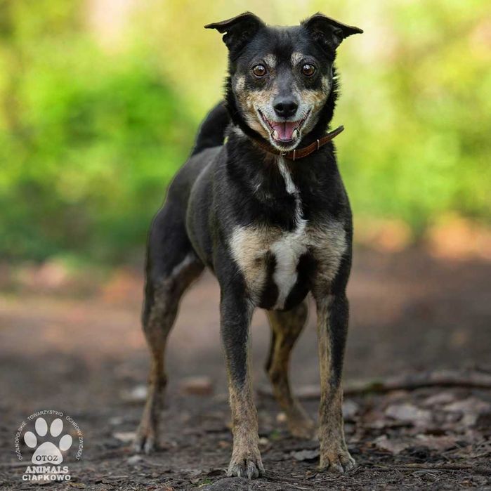 Czekuś szuka kochającego domu! OTOZ Animals Ciapkowo