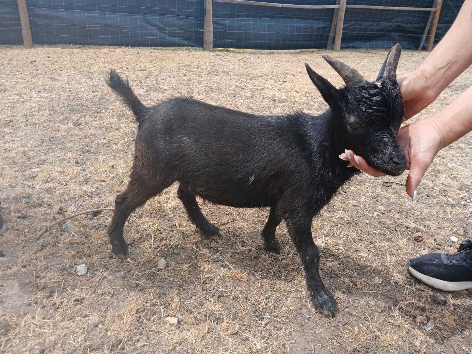 Vendo cabrito de raça anã