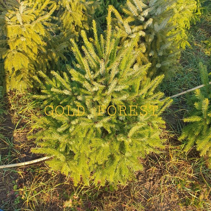 Ель сербская ель колючая