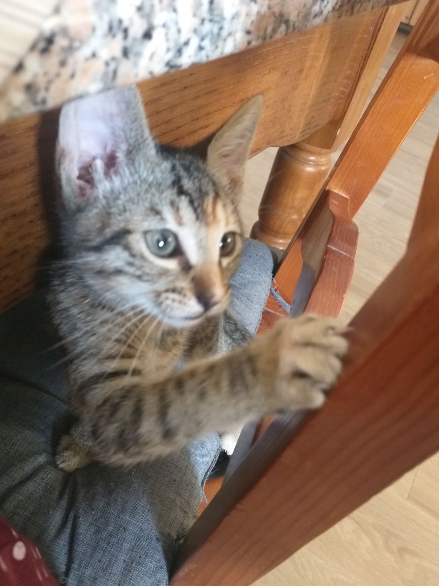 Gatinha para adoção responsável