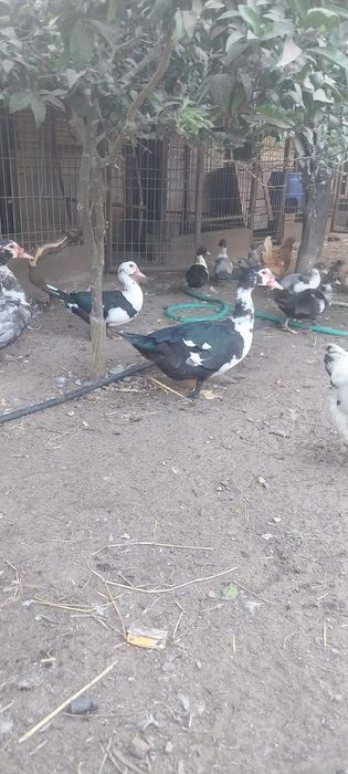 Vender-se patos mudos grandes