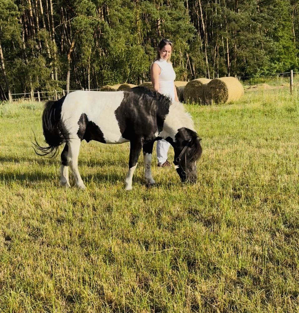 Kuc ogierek 120cm