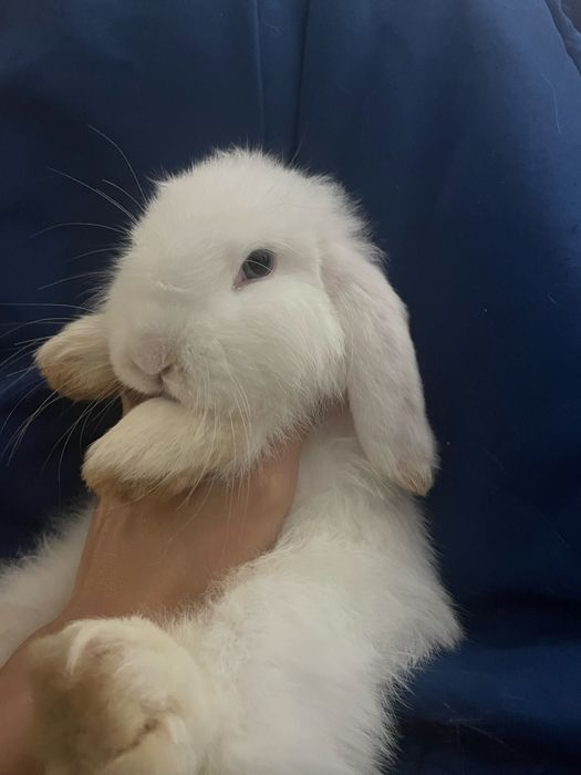 Dou Coelha Bellier com 2 anos, muito mansinha e dá se com toda a gente
