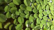 Plantas para aquário