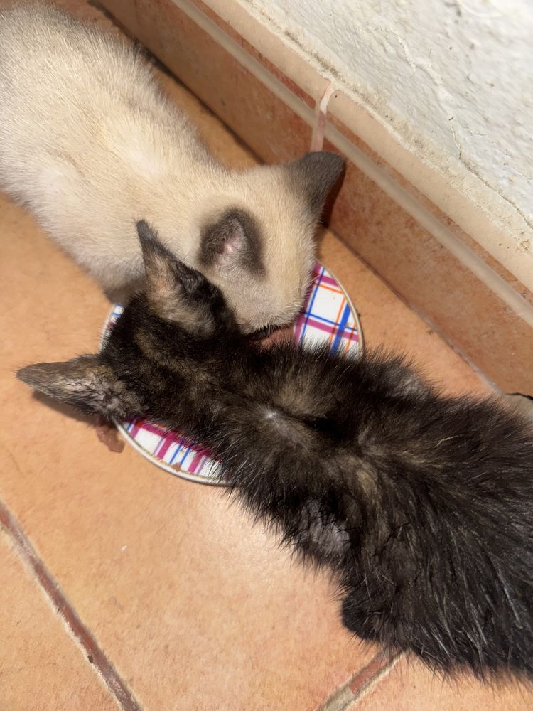 Gatinhos para adoção