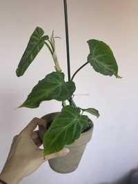 Filodendron verrucosum roślina