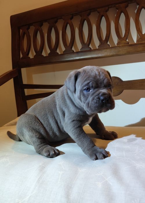 сірий красень з голубими очима