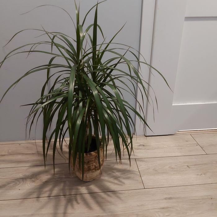 Dracena obrzeżona (Dracaena marginata)_duża