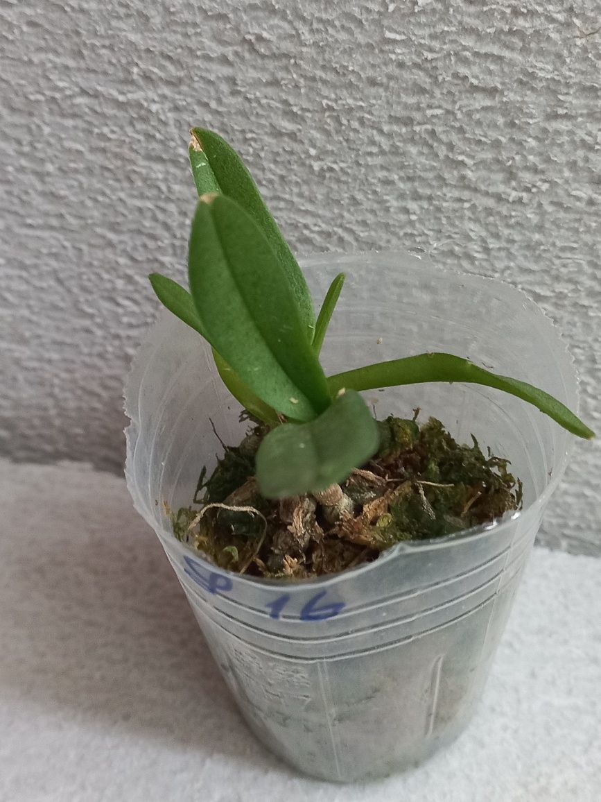 Орхидея подросток 0916 Пульчеримма желтая