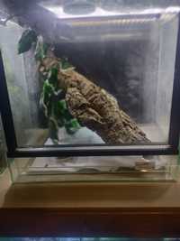 Samiec gekona gargulcowego wraz z terrarium