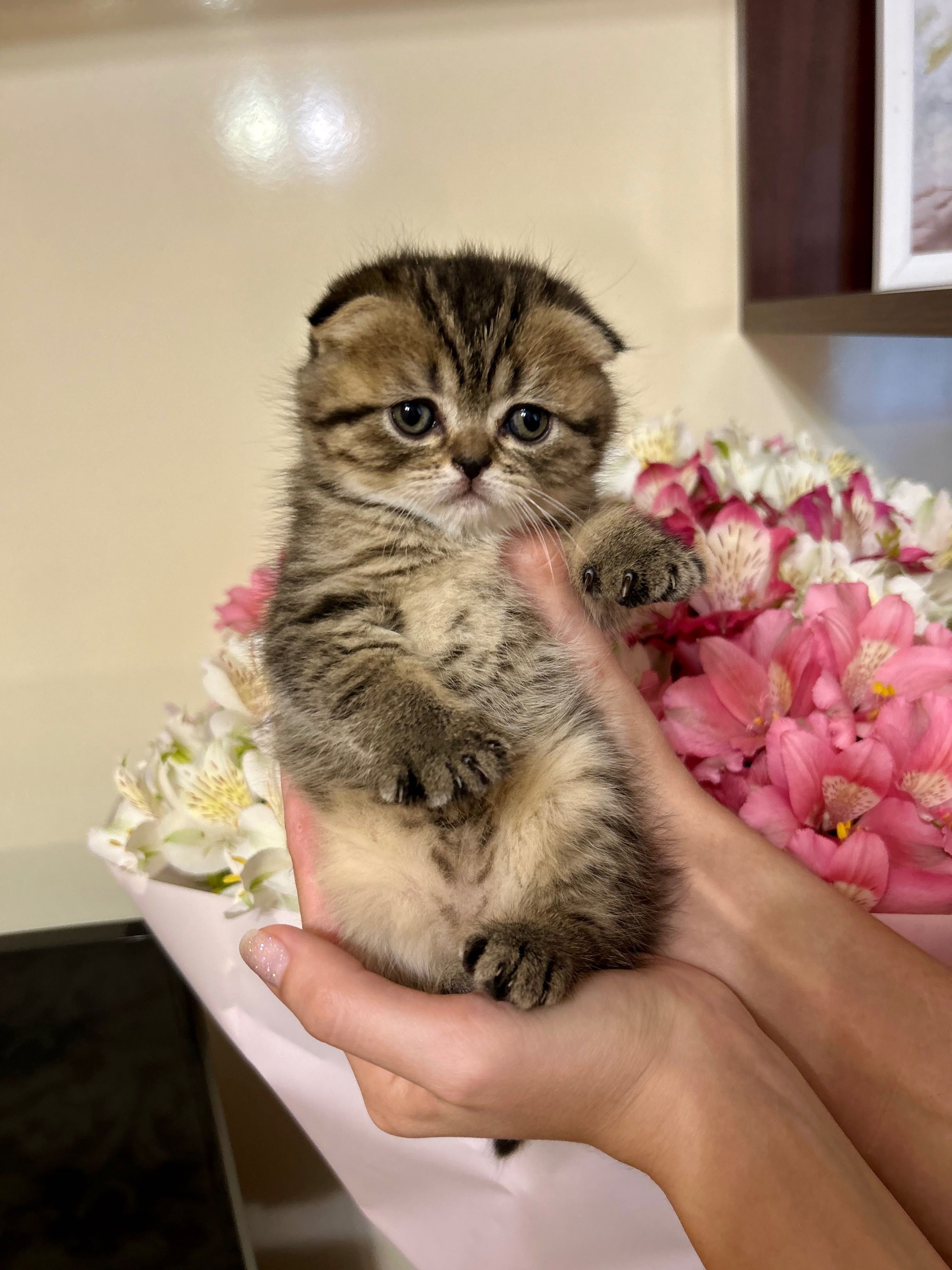 Британські чистокровні кошенята