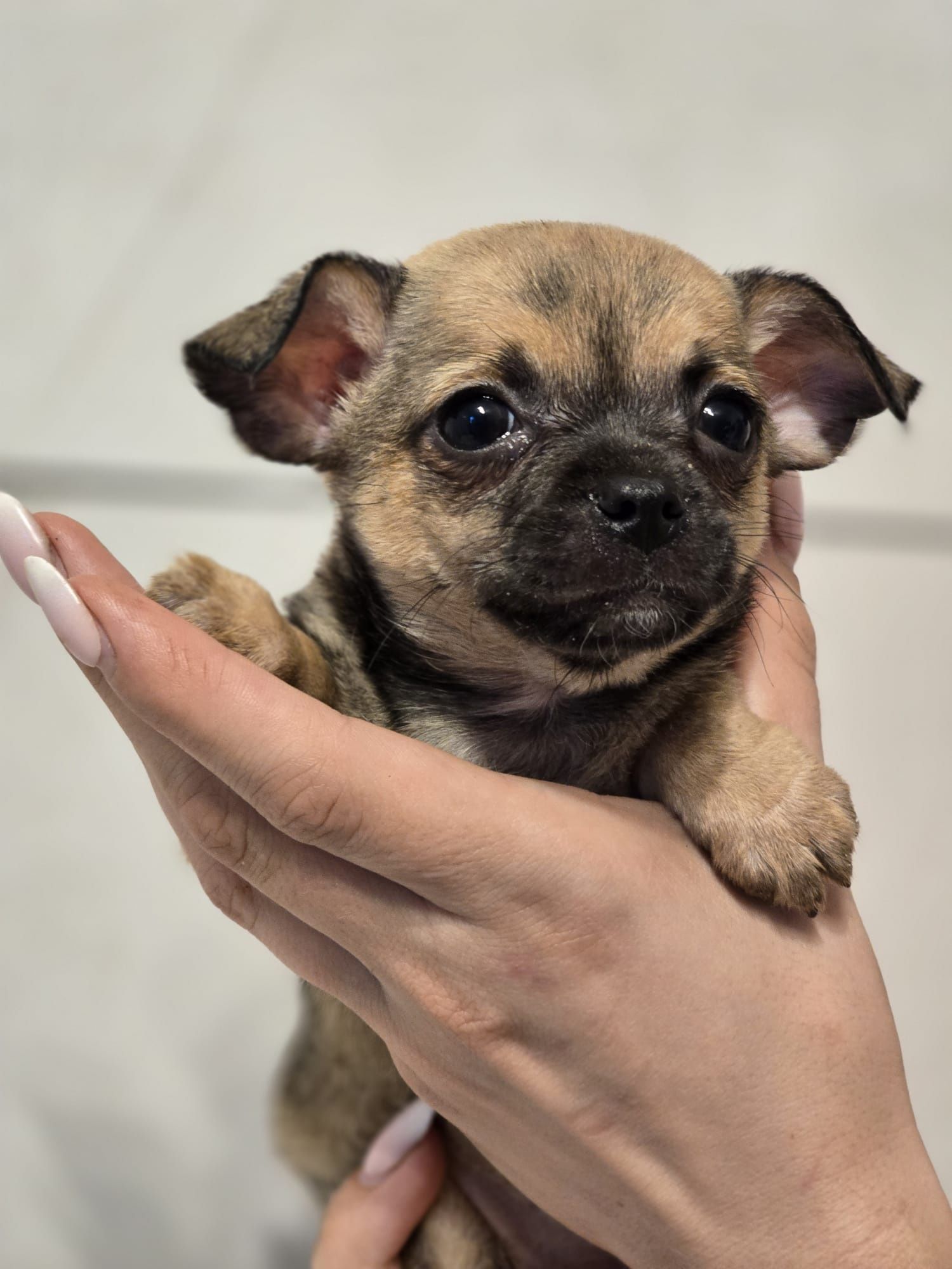CHIHUAHUA suczka szczenię metryka pieski