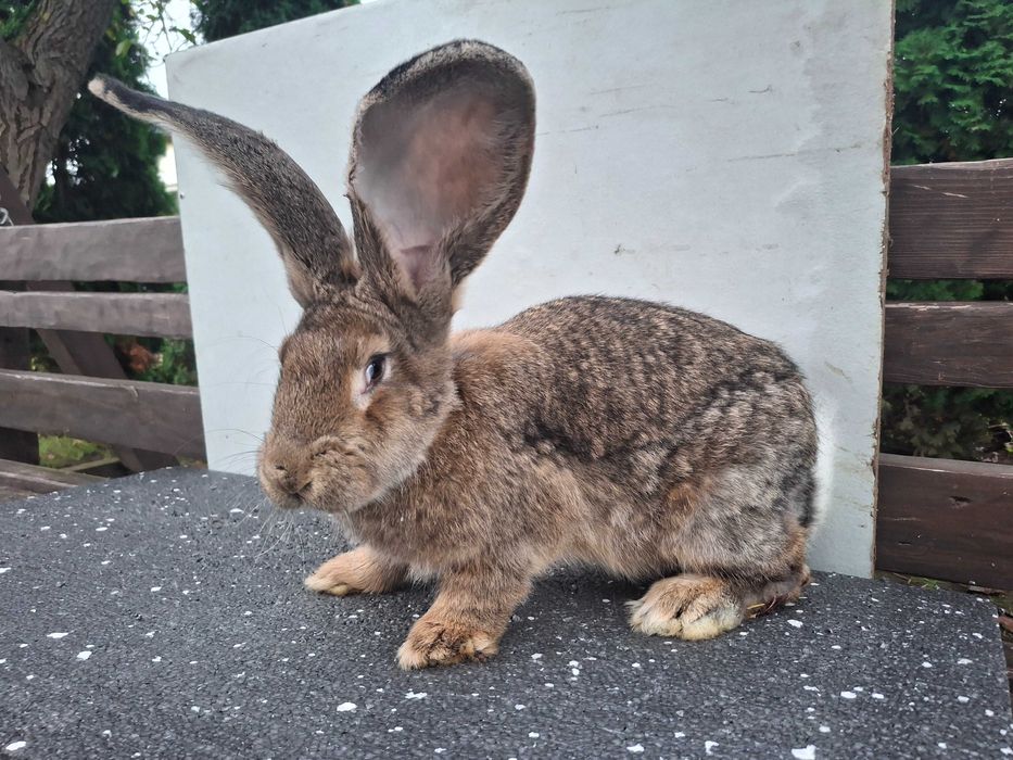 Kroliki samice Belgijskie