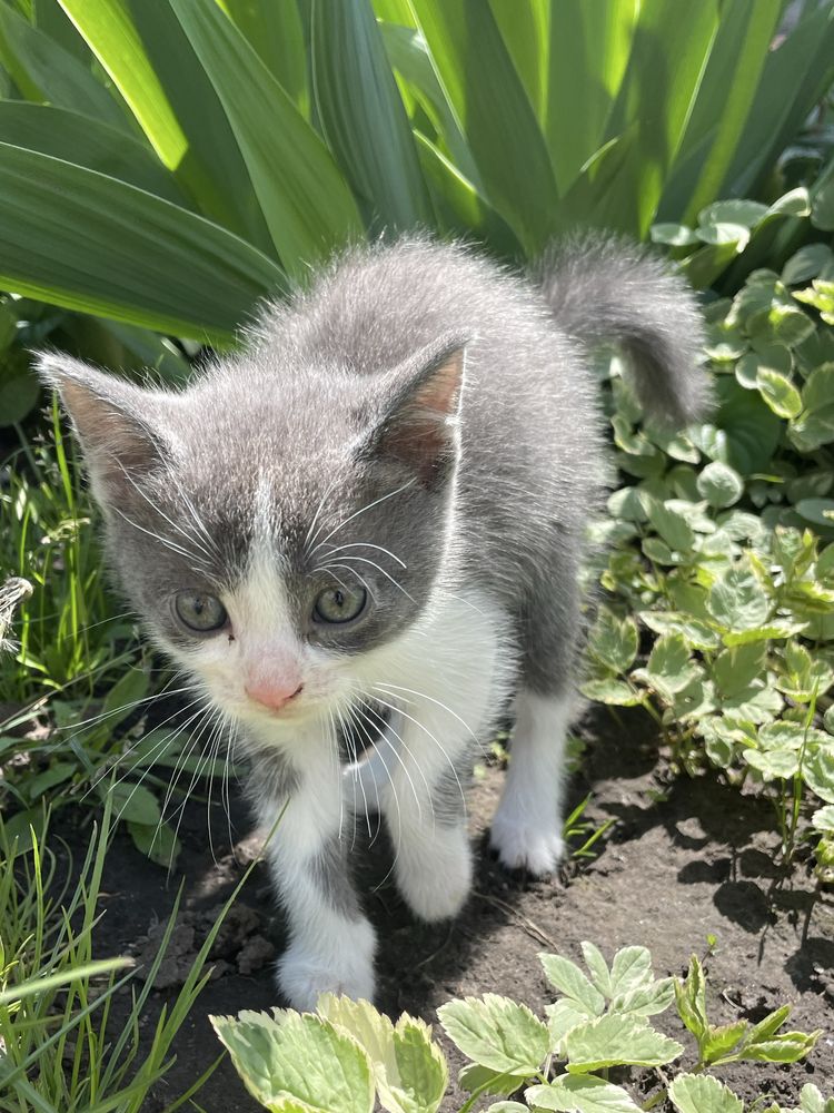 Віддам кошенят в добрі руки