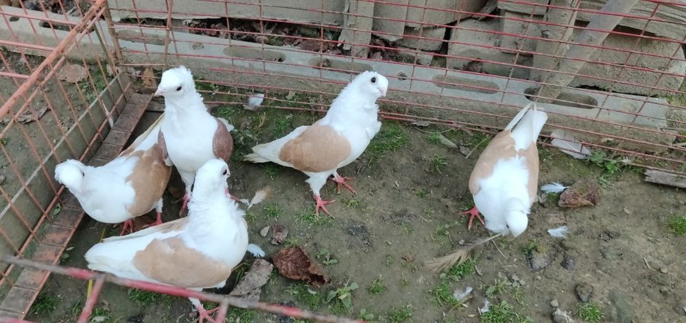 Gołębie mewki mewka