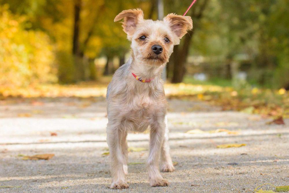 Śliczny malutki piesek w typie york, yorkshire terrier - do adopcji