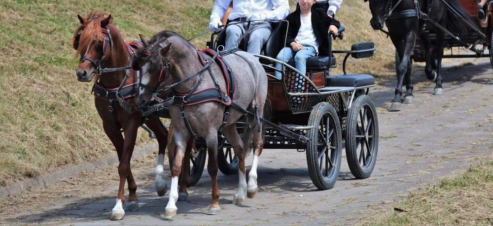 Ogier walijski licencja pzhk 83 punkty