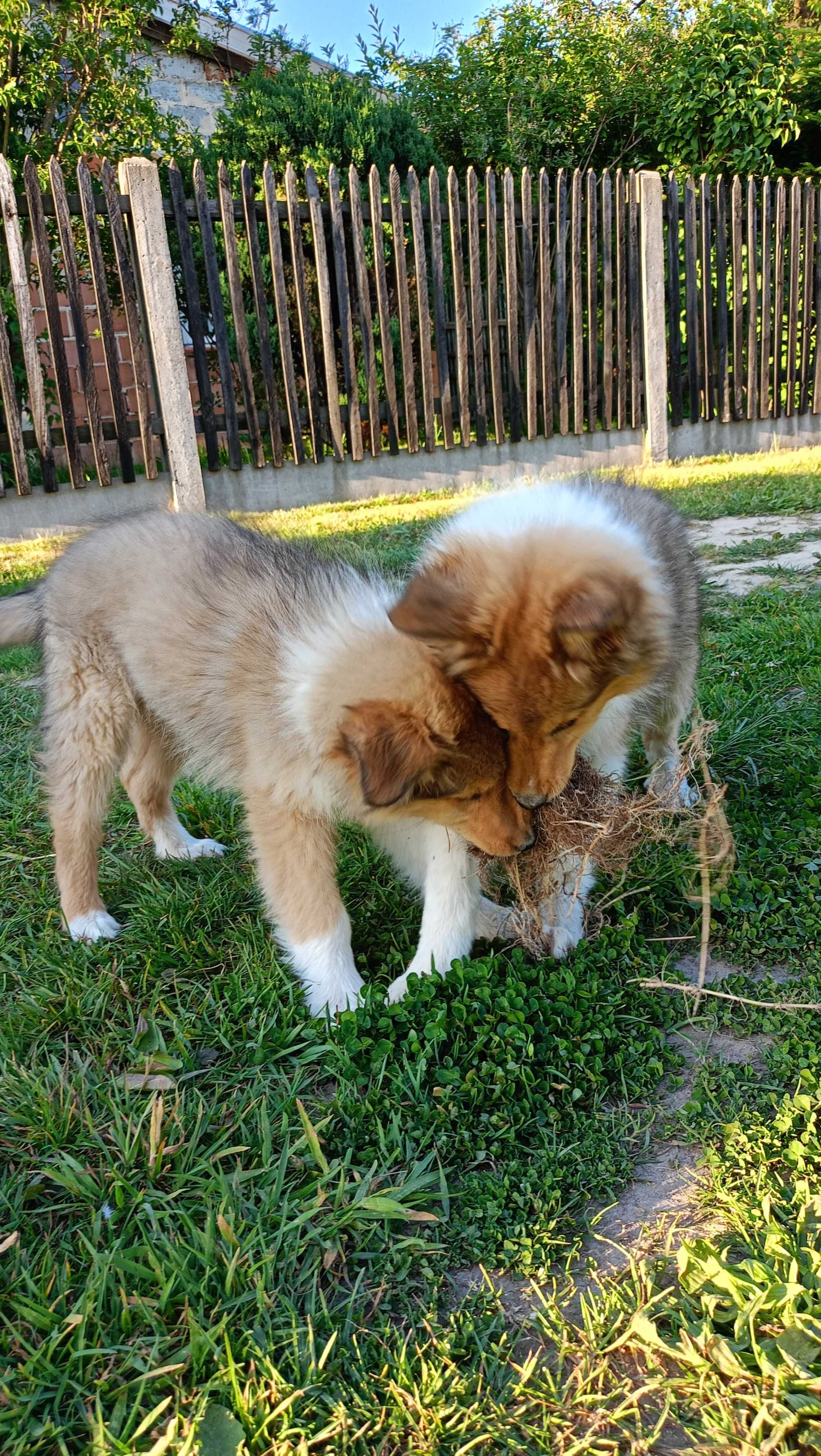 Owczarek Szkocki Collie Szczeniaki